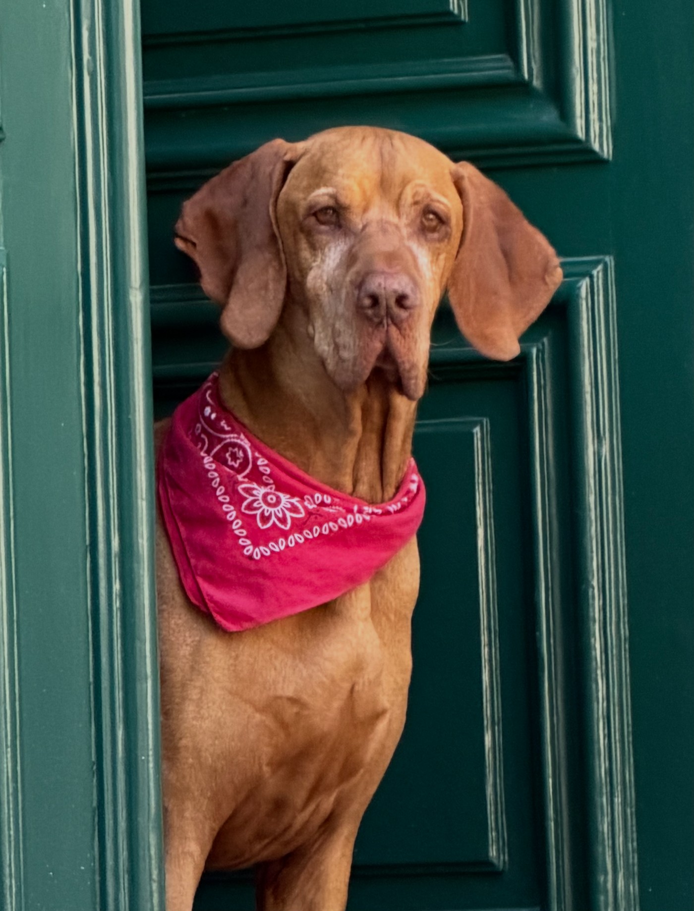 Meet Parker, our beloved Hungarian Vizsla, observing the world from our doorway.
